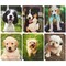 12 Pack Dogs Pocket File Folders, Decorative Puppy Designs for Kids, School, Office, Letter Size (12x9.5 in), Ages 3-14